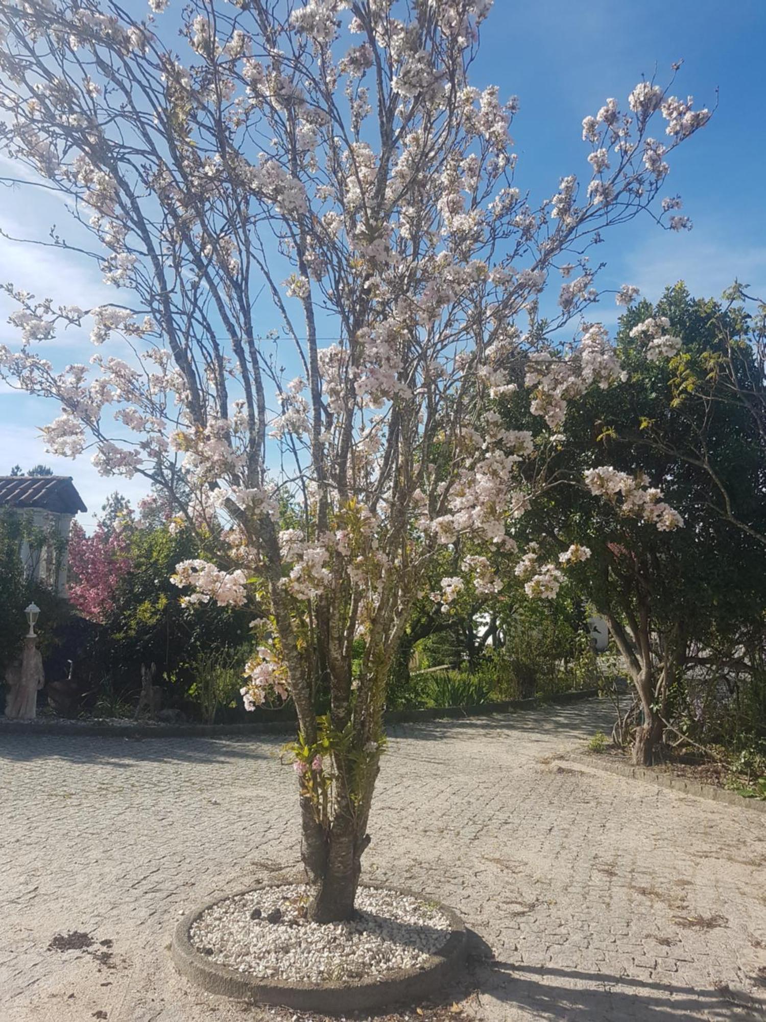 Cantinho Das Barrocas Penalva do Castelo Eksteriør bilde